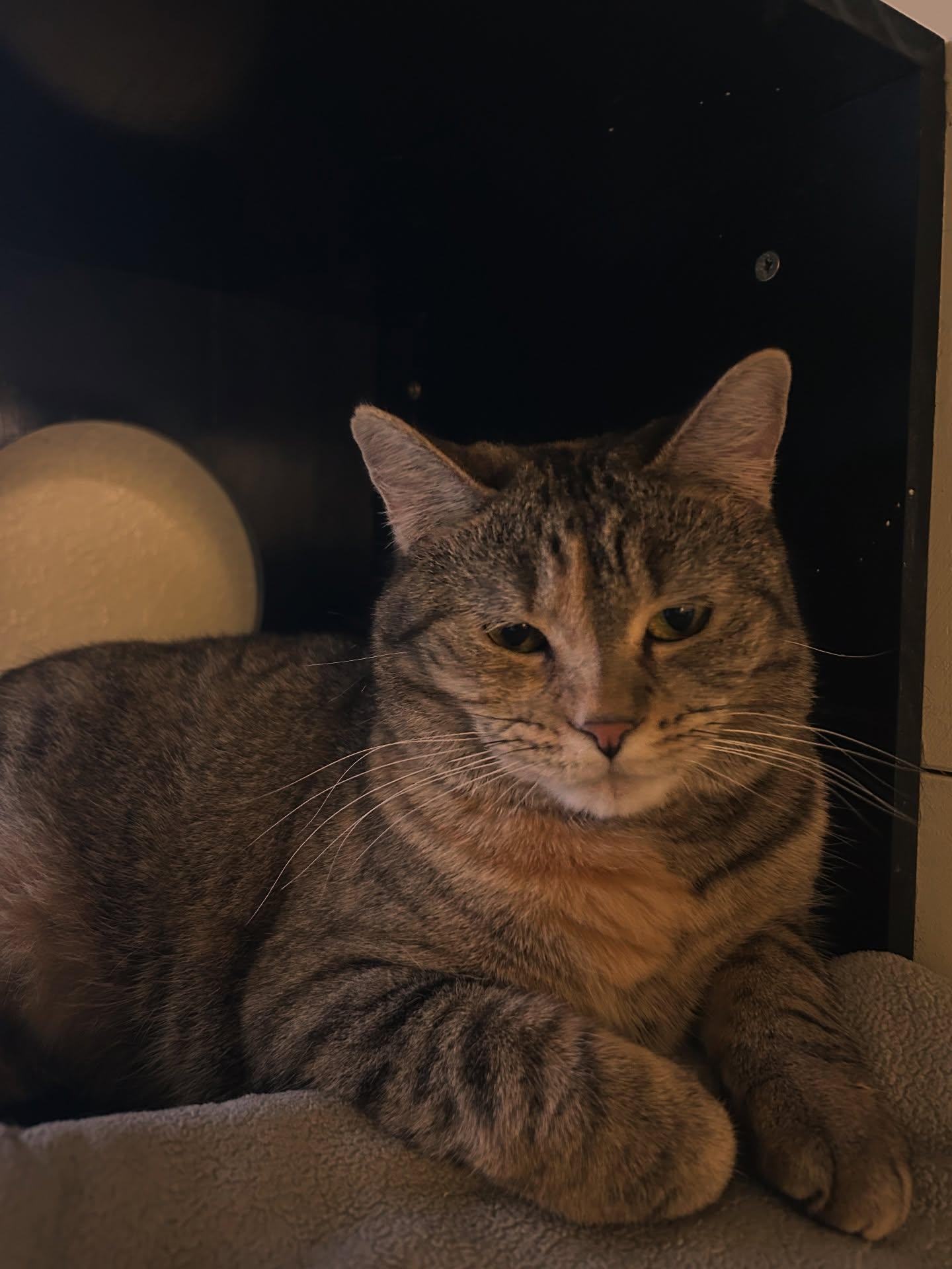 Enlarge Tigress, a Adoptable Domestic Short Hair in Libby, MT image 4/6