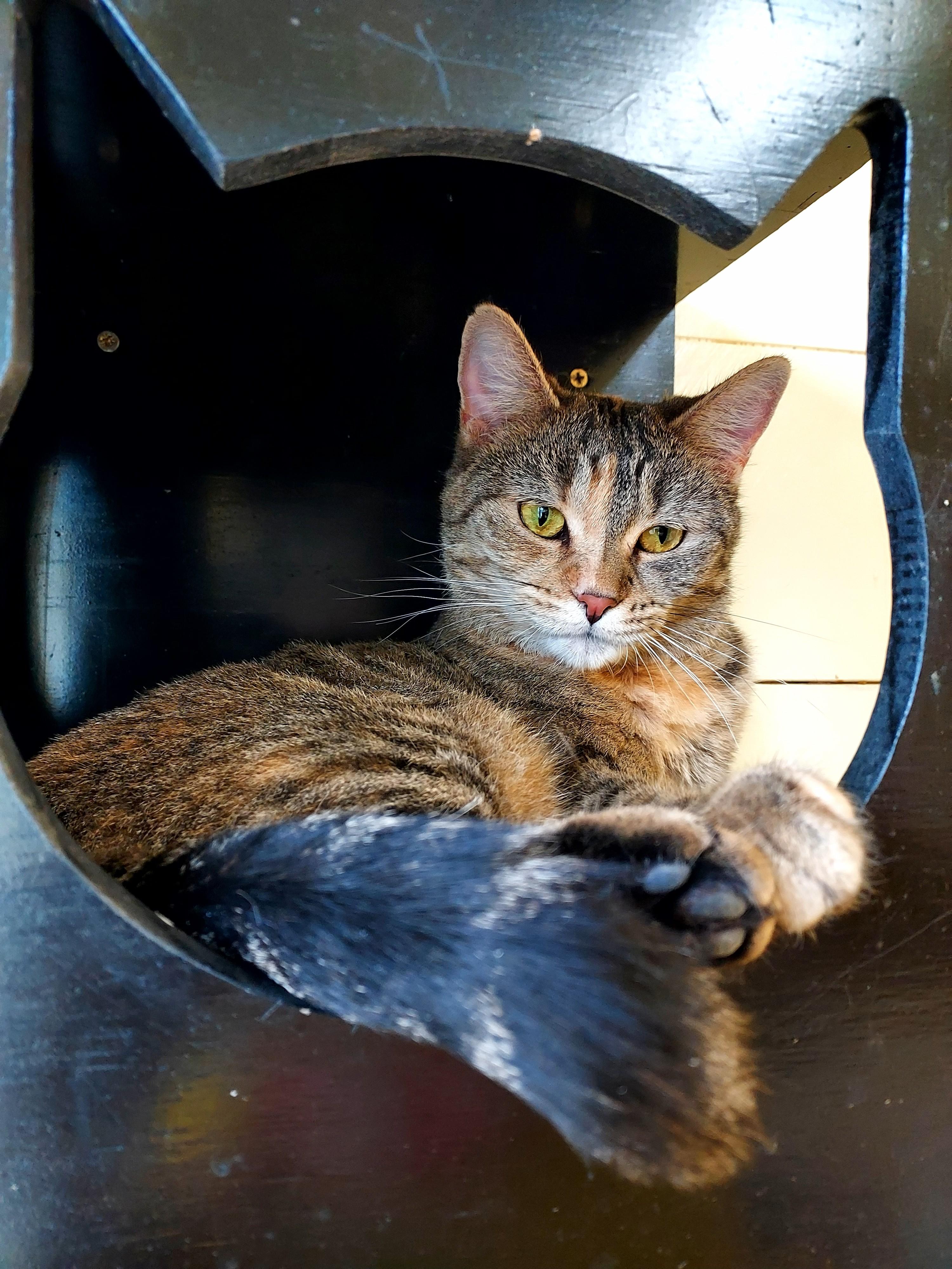 Enlarge Tigress, a Adoptable Domestic Short Hair in Libby, MT image 3/6
