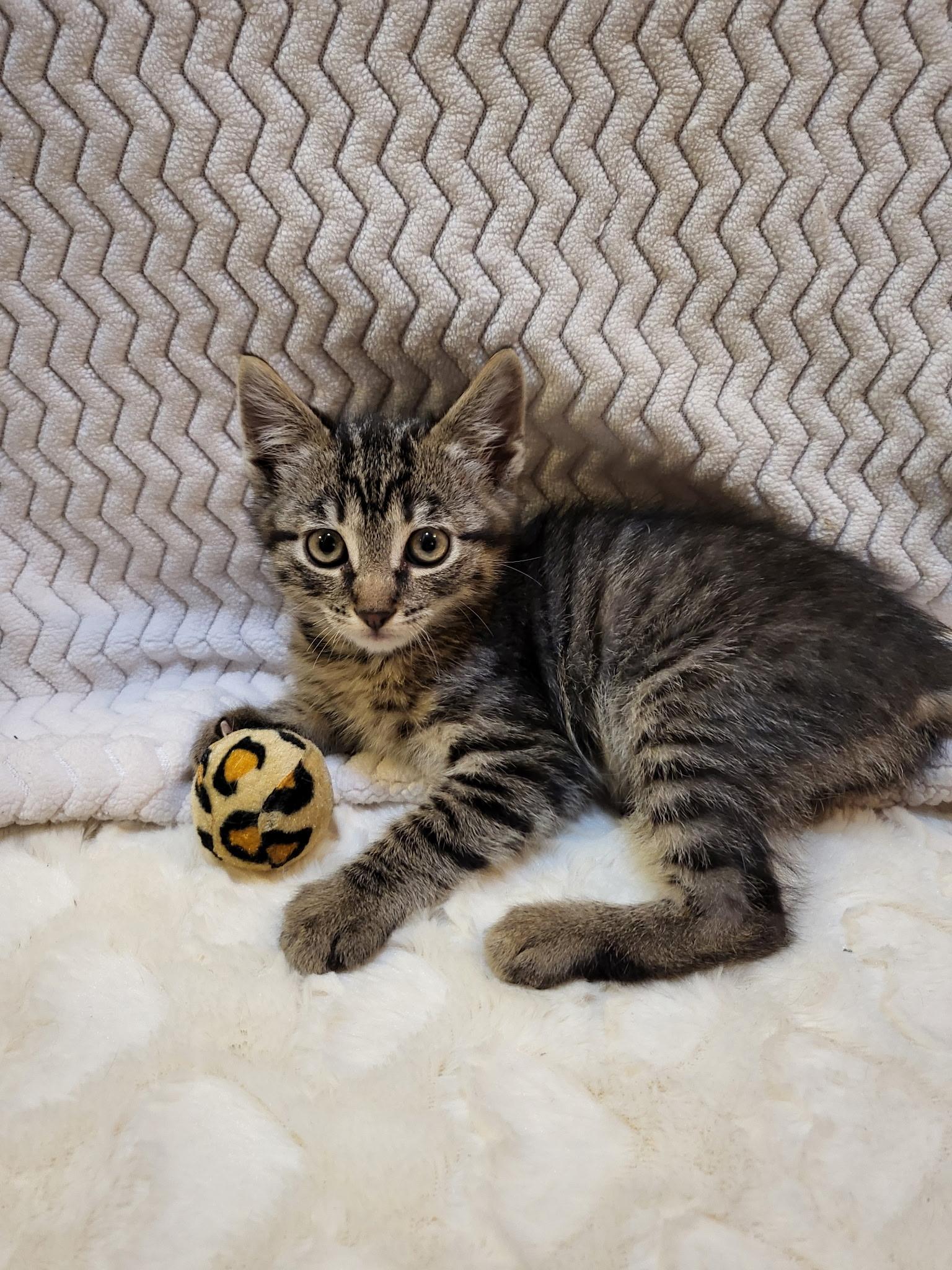 Pepper, ADOPTABLE, Kitten Male Domestic Short Hair.