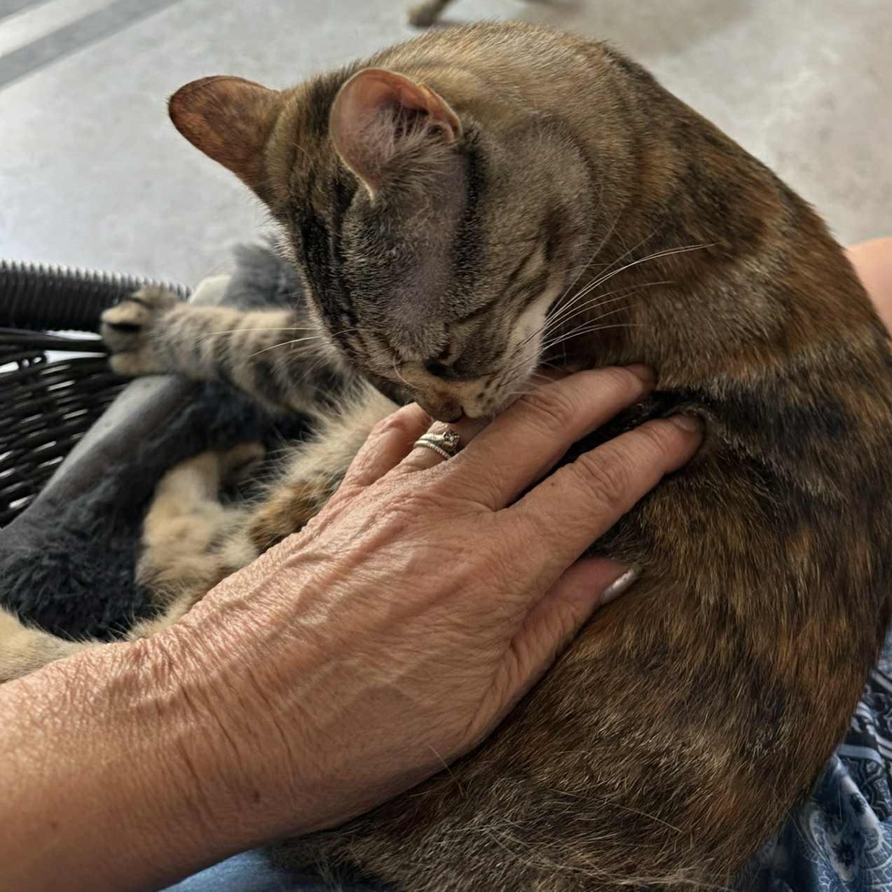 Rainette, a Adoptable Domestic Short Hair in Montreal, QC image 3/6