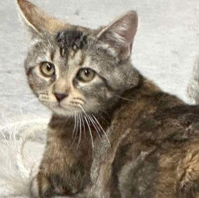 Rainette, a Adoptable Domestic Short Hair in Montreal, QC image 2/6