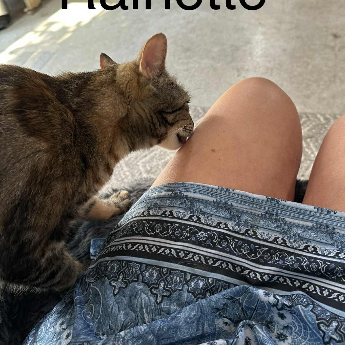 Rainette, a Adoptable Domestic Short Hair in Montreal, QC image 6/6