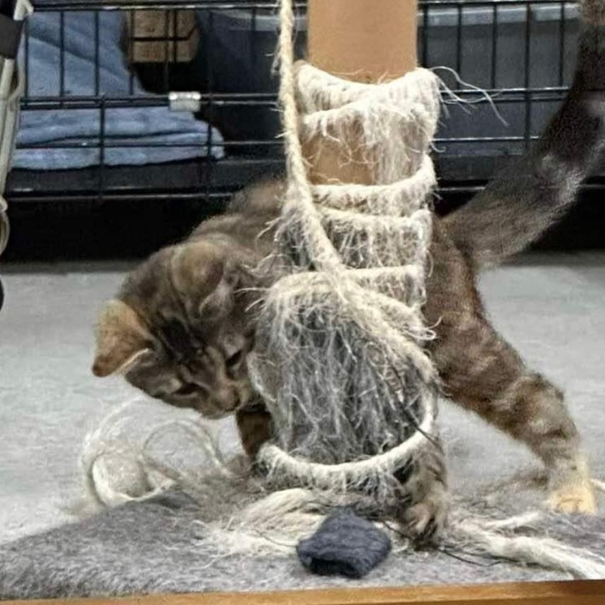 Rainette, a Adoptable Domestic Short Hair in Montreal, QC image 5/6