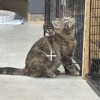 Rainette, a Adoptable Domestic Short Hair in Montreal, QC image 4/6