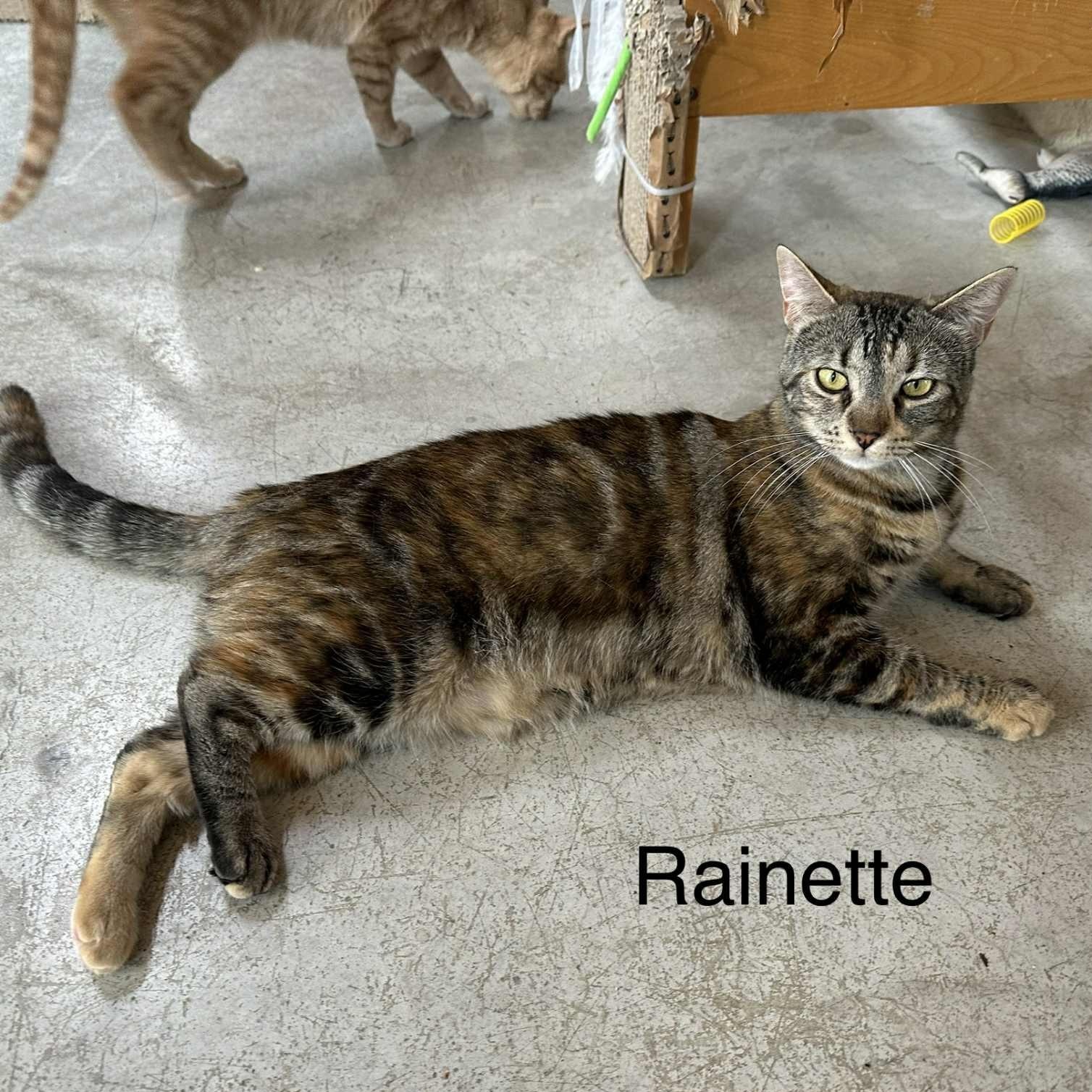 Rainette, Adoptable, Young Female Domestic Short Hair.