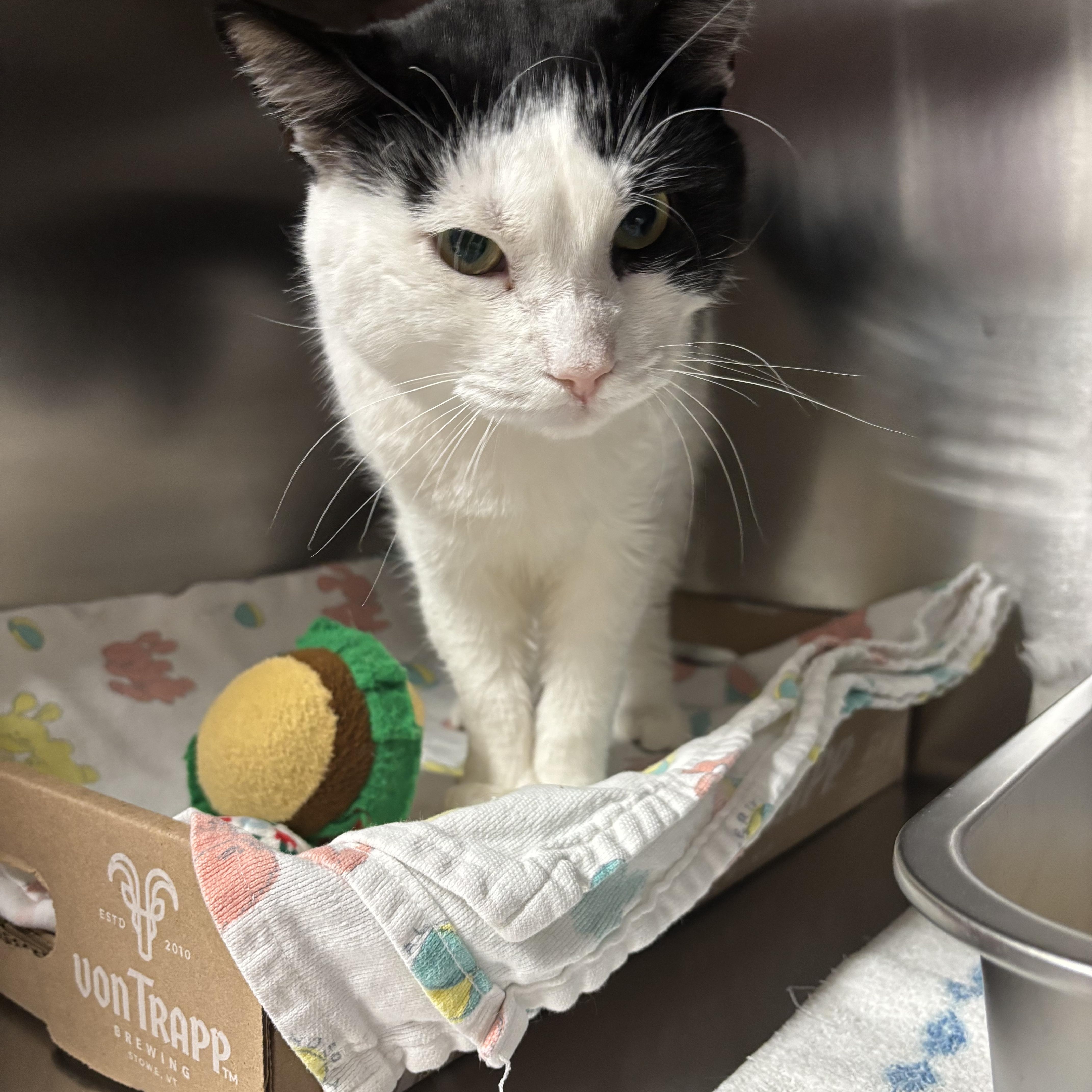 Artemis, ADOPTABLE, Adult Male Domestic Short Hair.