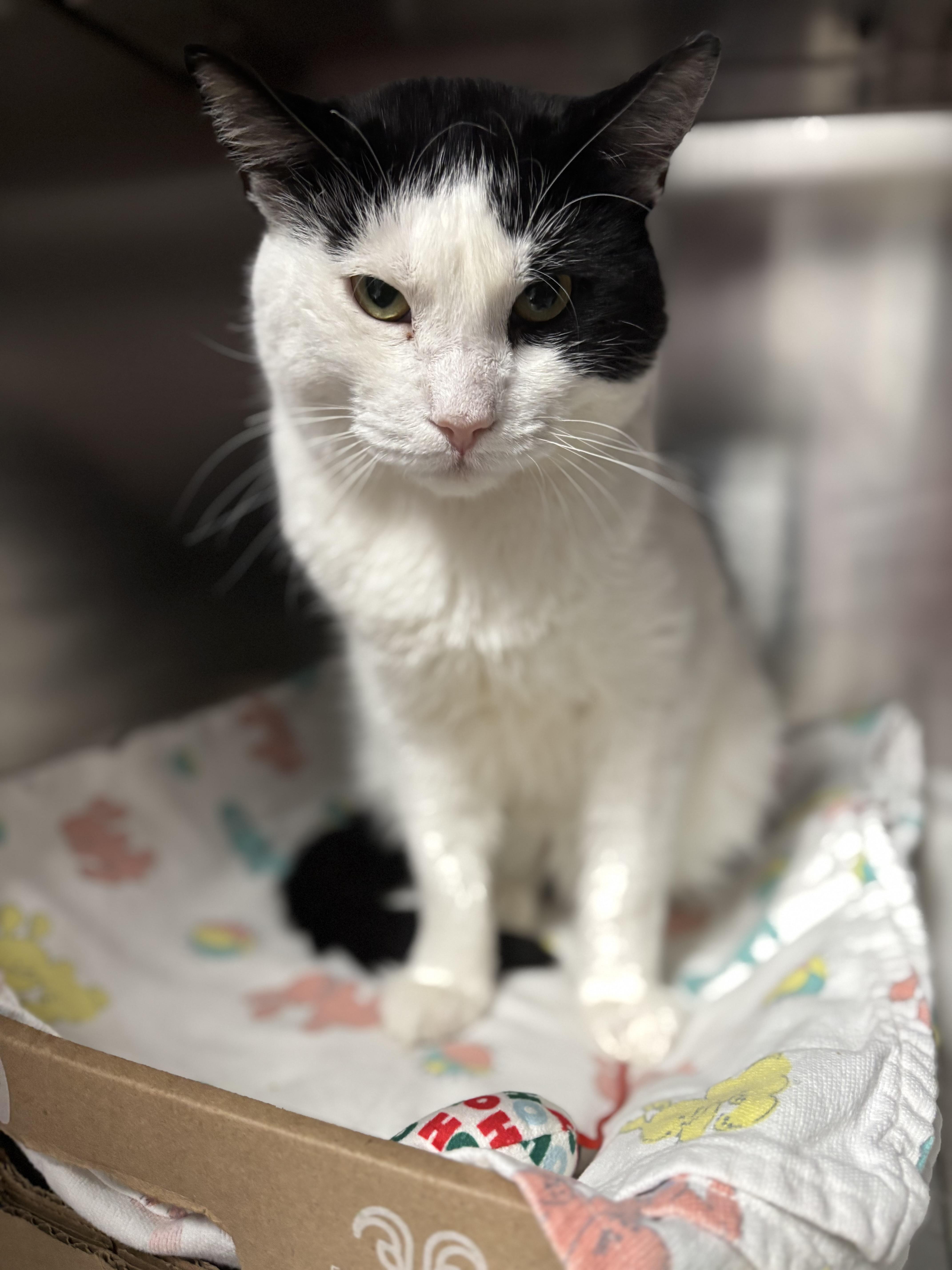 Enlarge Artemis, a ADOPTABLE Domestic Short Hair in Marblehead, MA image 1/2