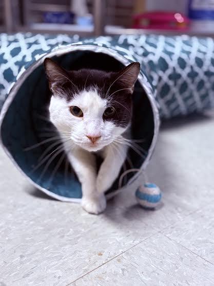 Artemis, ADOPTABLE, Adult Male Domestic Short Hair.