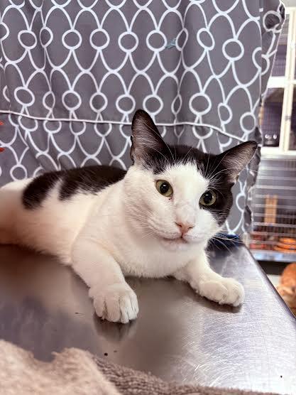 Artemis, a ADOPTABLE Domestic Short Hair in Marblehead, MA image 2/4
