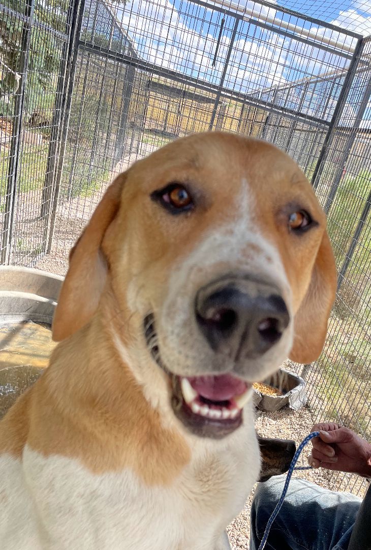 Chester, Adoptable, Adult Male Australian Cattle Dog / Blue Heeler.