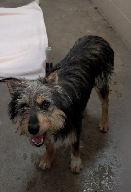 Enlarge Aquamarine, a ADOPTABLE mixed breed in Sacramento, CA image 3/5