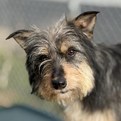 Aquamarine, ADOPTABLE, Young Female Schnauzer.