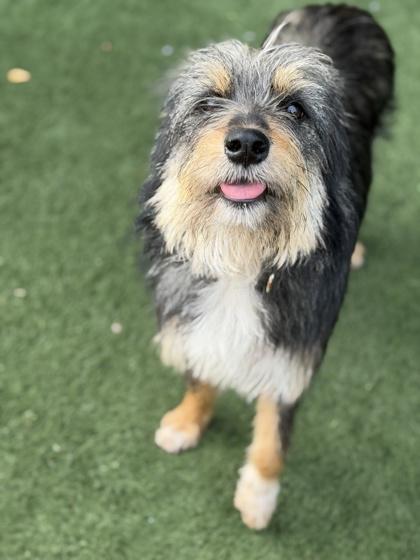 Enlarge Aquamarine, a ADOPTABLE mixed breed in Sacramento, CA image 4/5