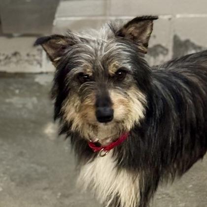 Enlarge Aquamarine, a ADOPTABLE mixed breed in Sacramento, CA image 2/5