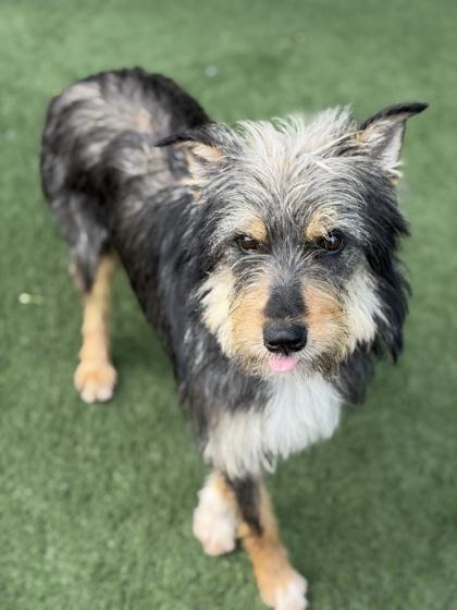 Enlarge Aquamarine, a ADOPTABLE mixed breed in Sacramento, CA image 5/5