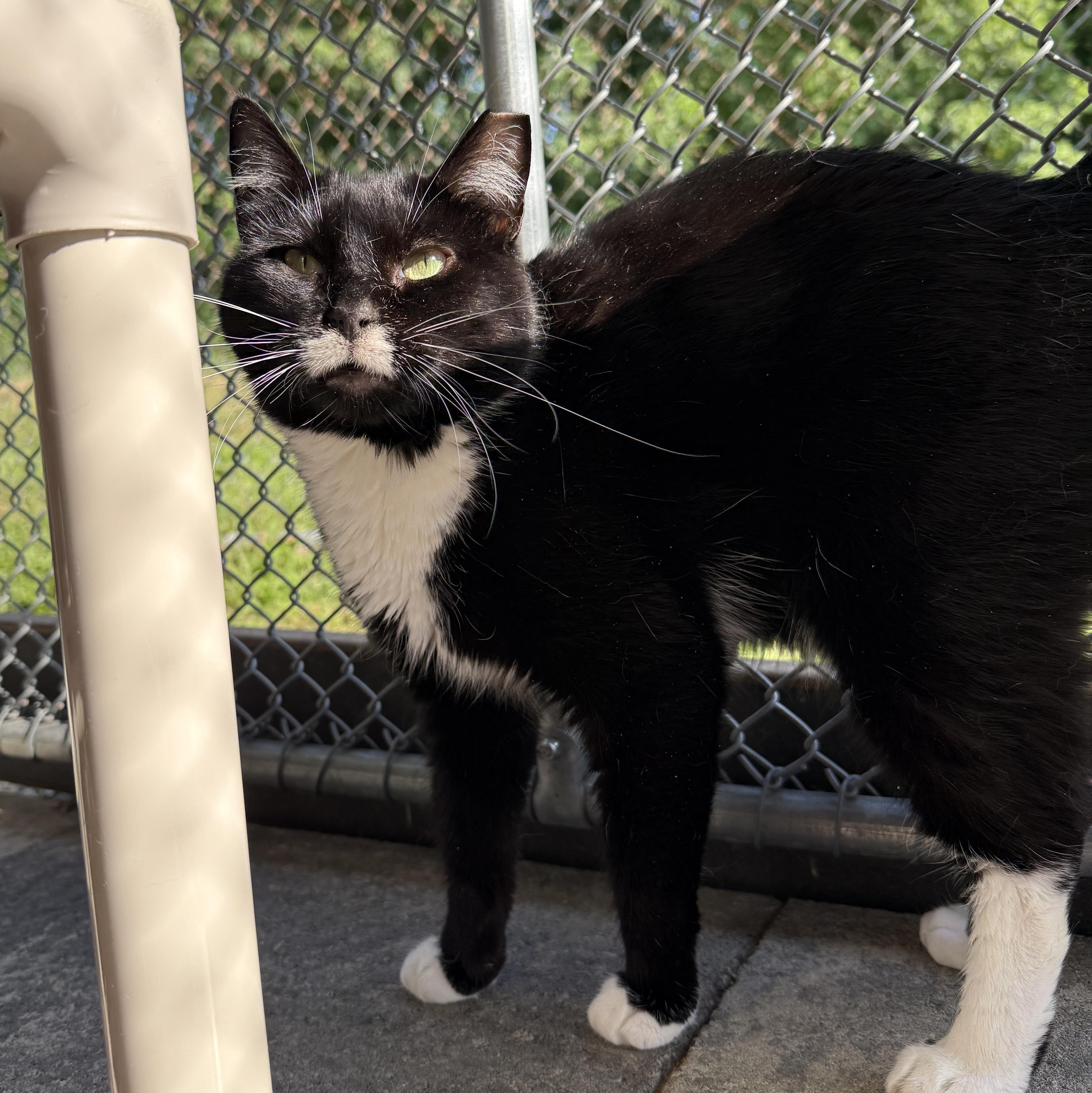 Paige, a Adoptable mixed breed in West Milford, NJ image 2/6