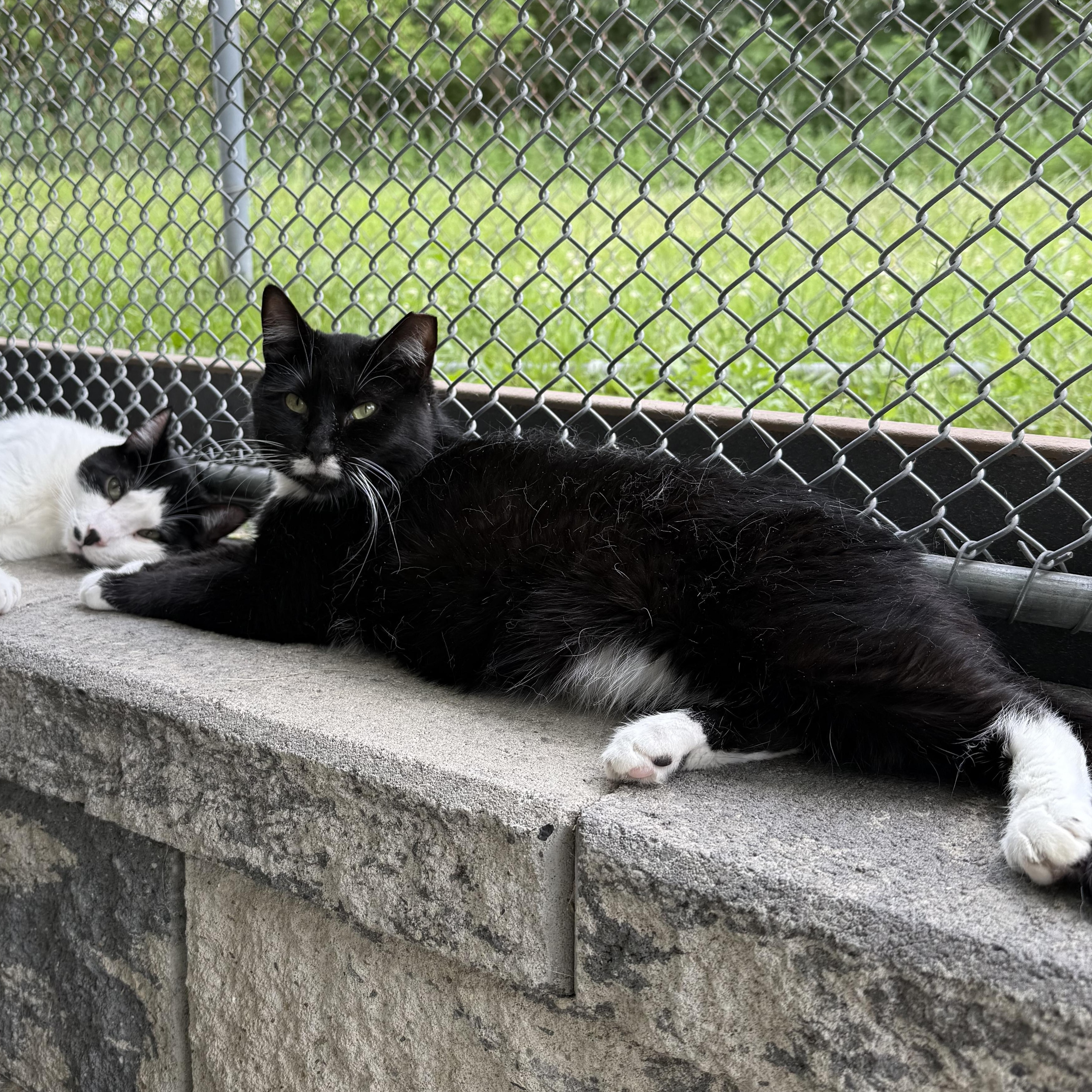 Paige, a Adoptable mixed breed in West Milford, NJ image 5/6