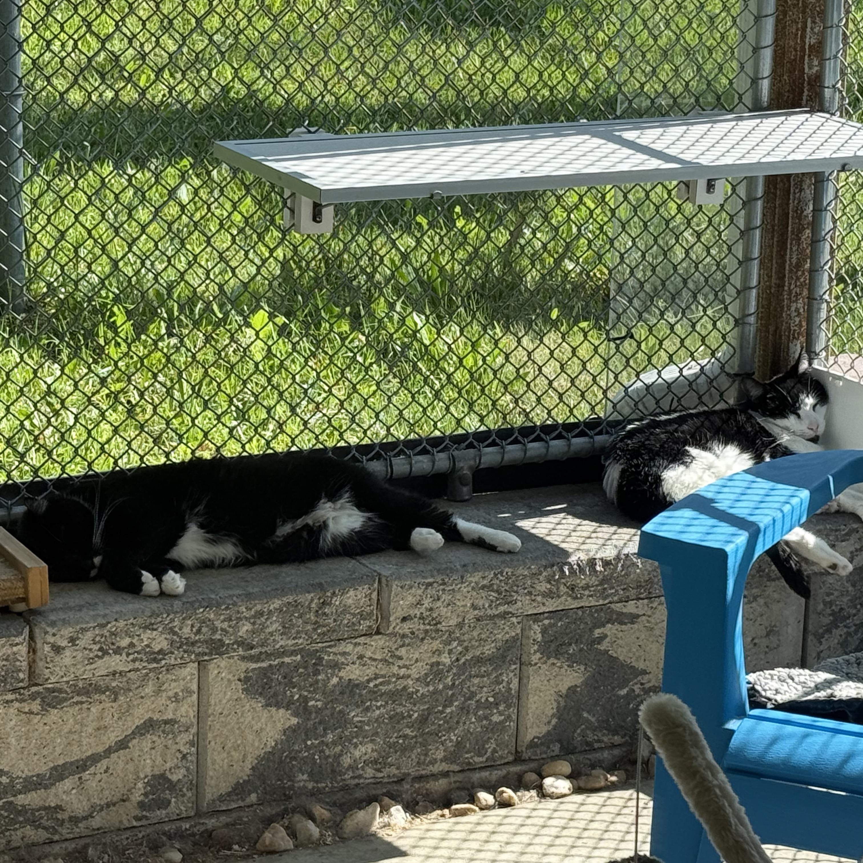 Enlarge Paige & Ralphie, a Adoptable mixed breed in West Milford, NJ image 6/6