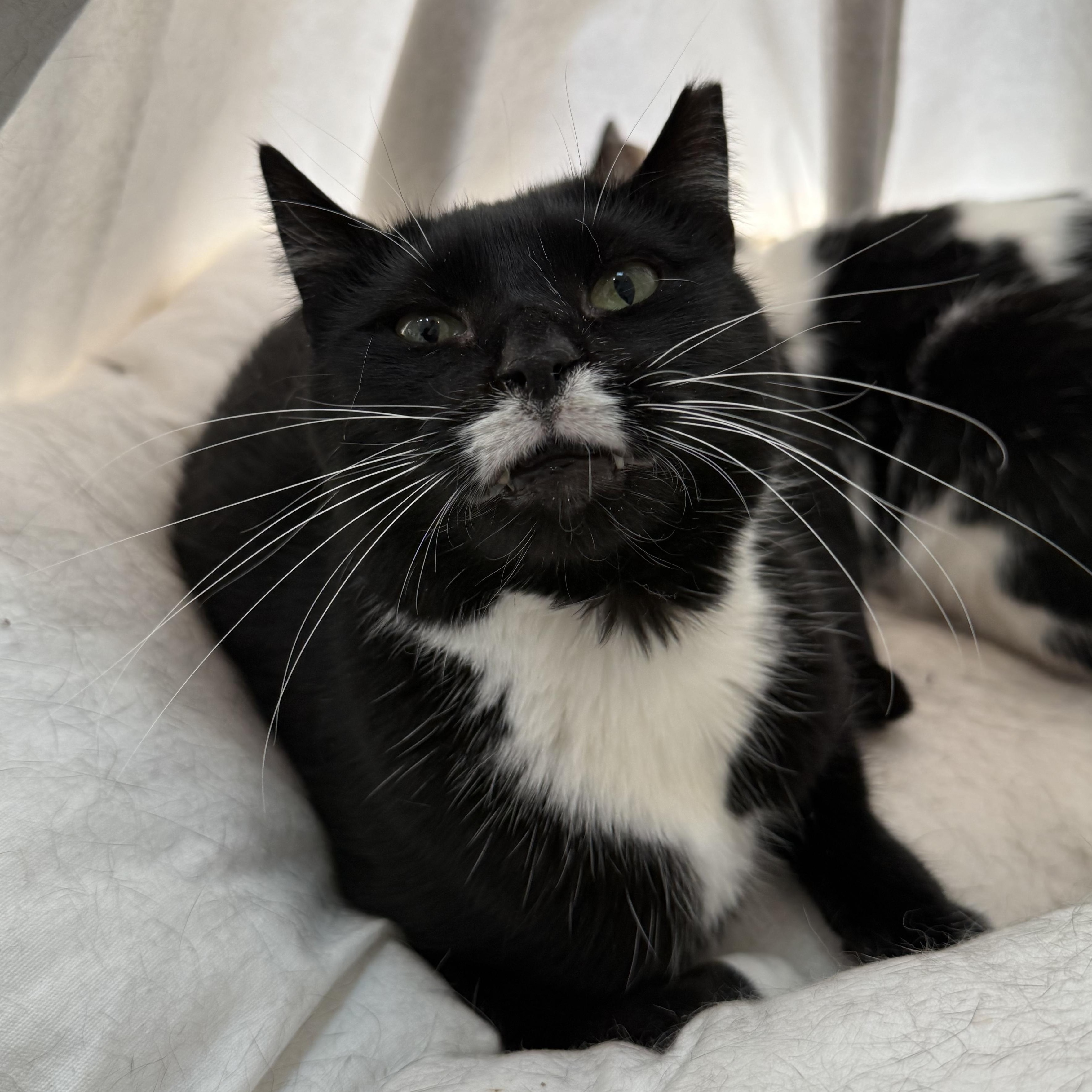 Enlarge Paige, a Adoptable mixed breed in West Milford, NJ image 1/6