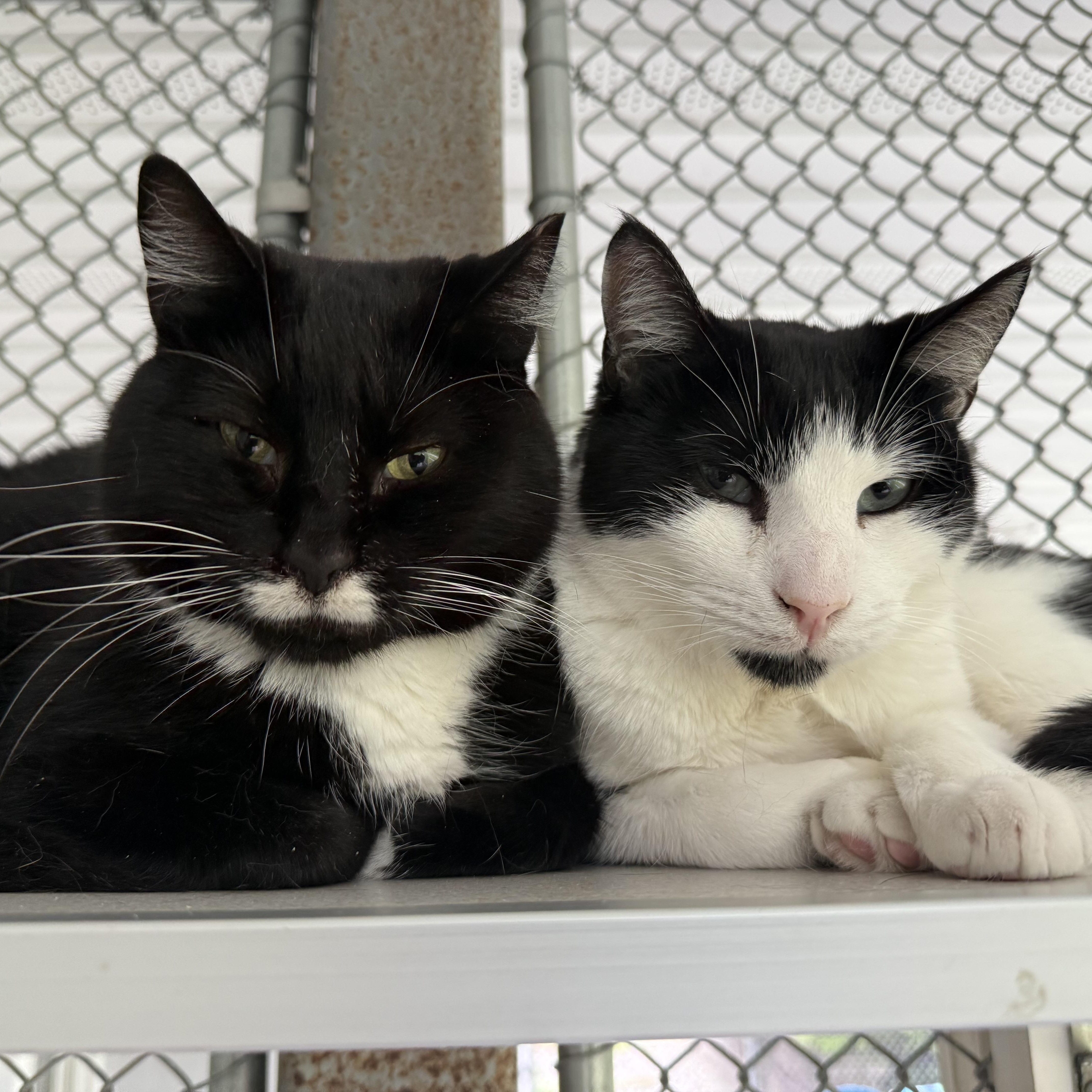 Enlarge Paige & Ralphie, a Adoptable mixed breed in West Milford, NJ image 4/6