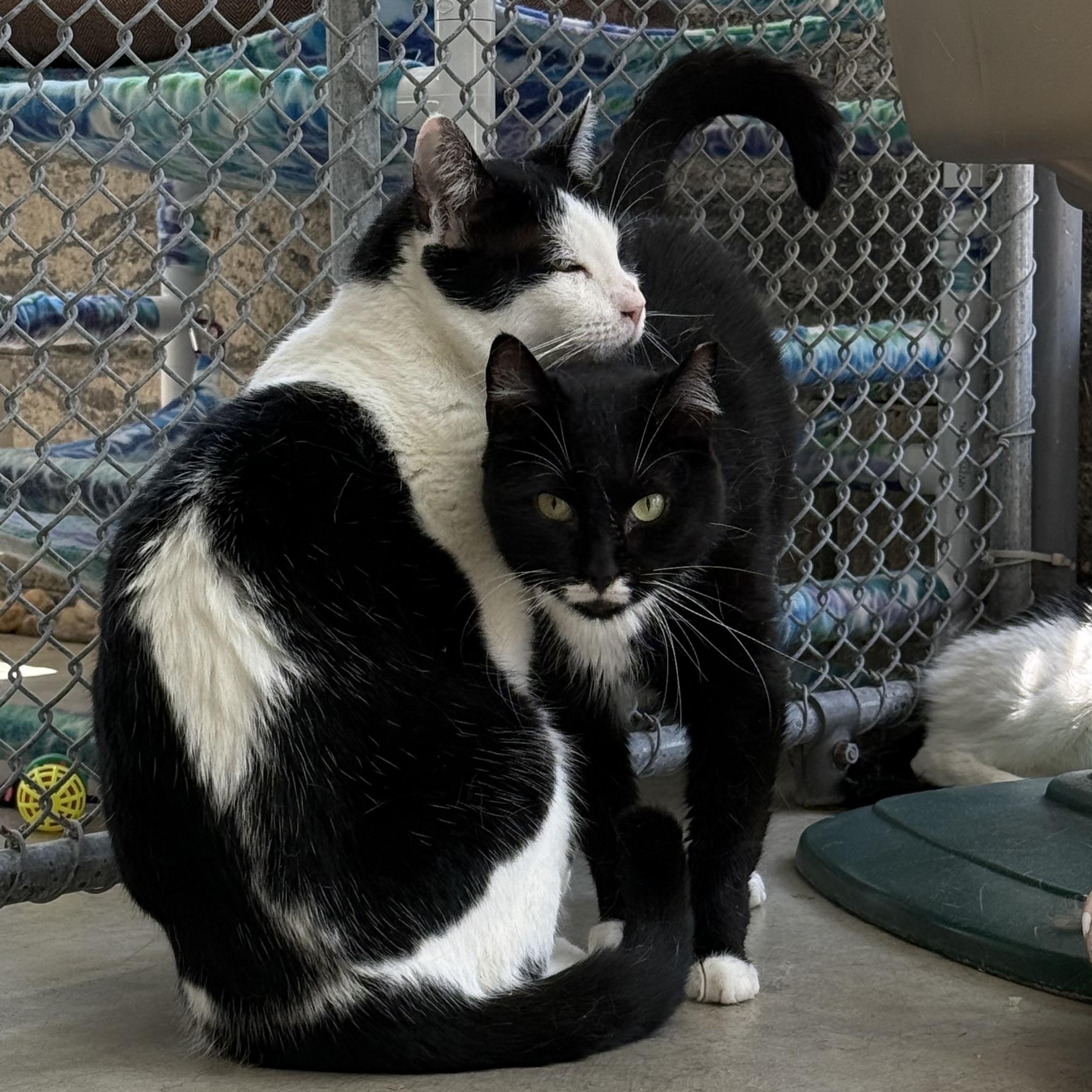 Enlarge Paige, a Adoptable mixed breed in West Milford, NJ image 6/6