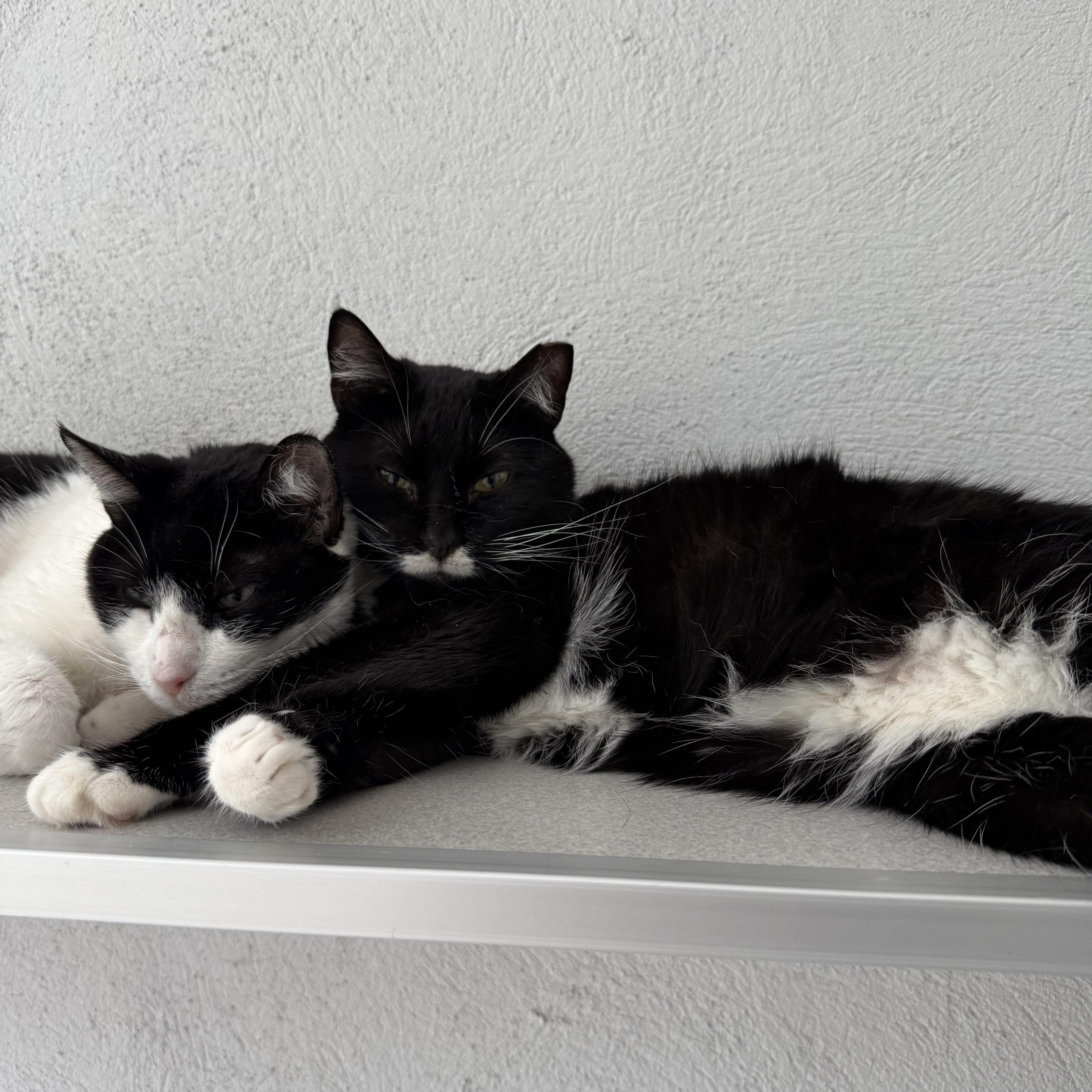 Paige — thumbnail 4