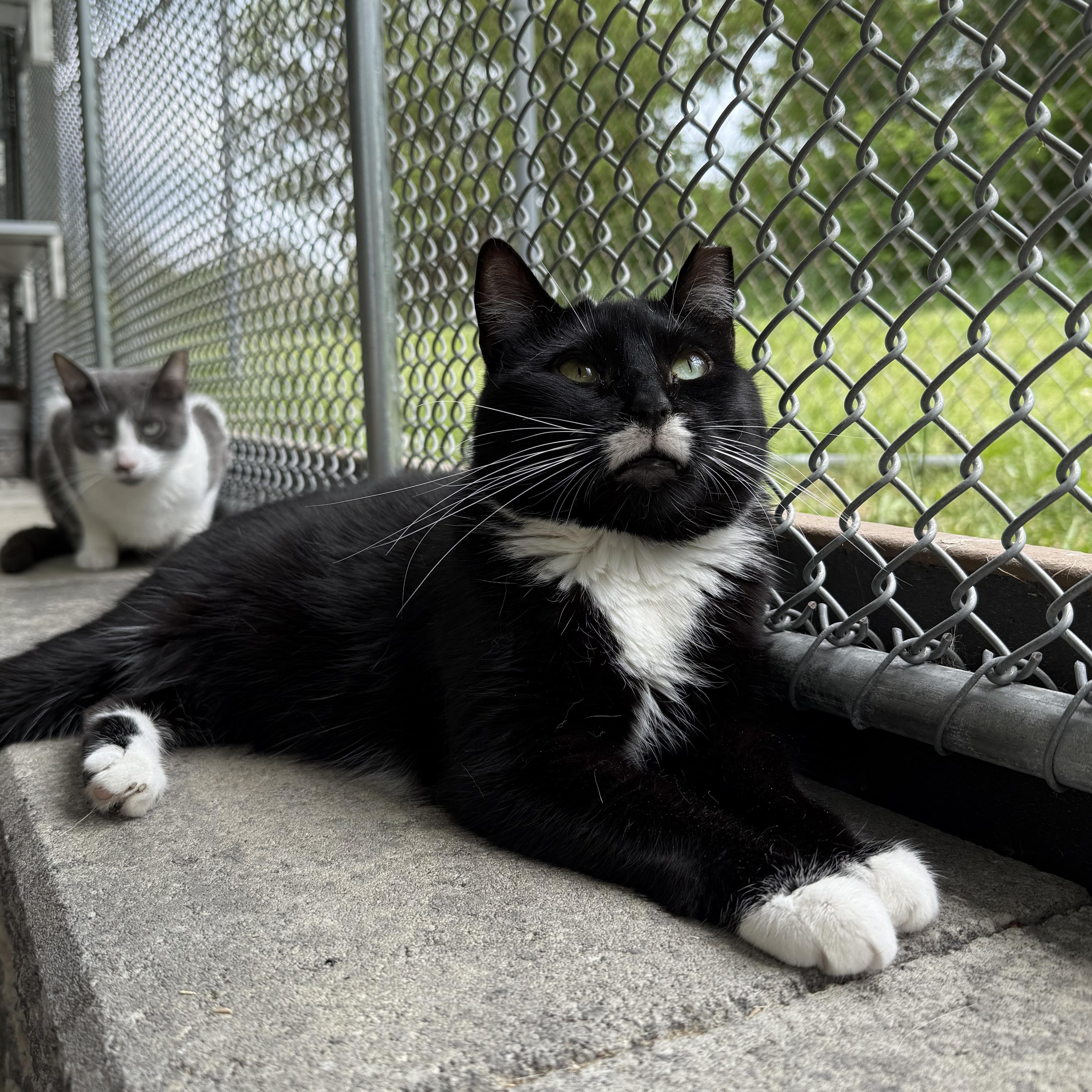 Paige, a Adoptable mixed breed in West Milford, NJ image 3/6