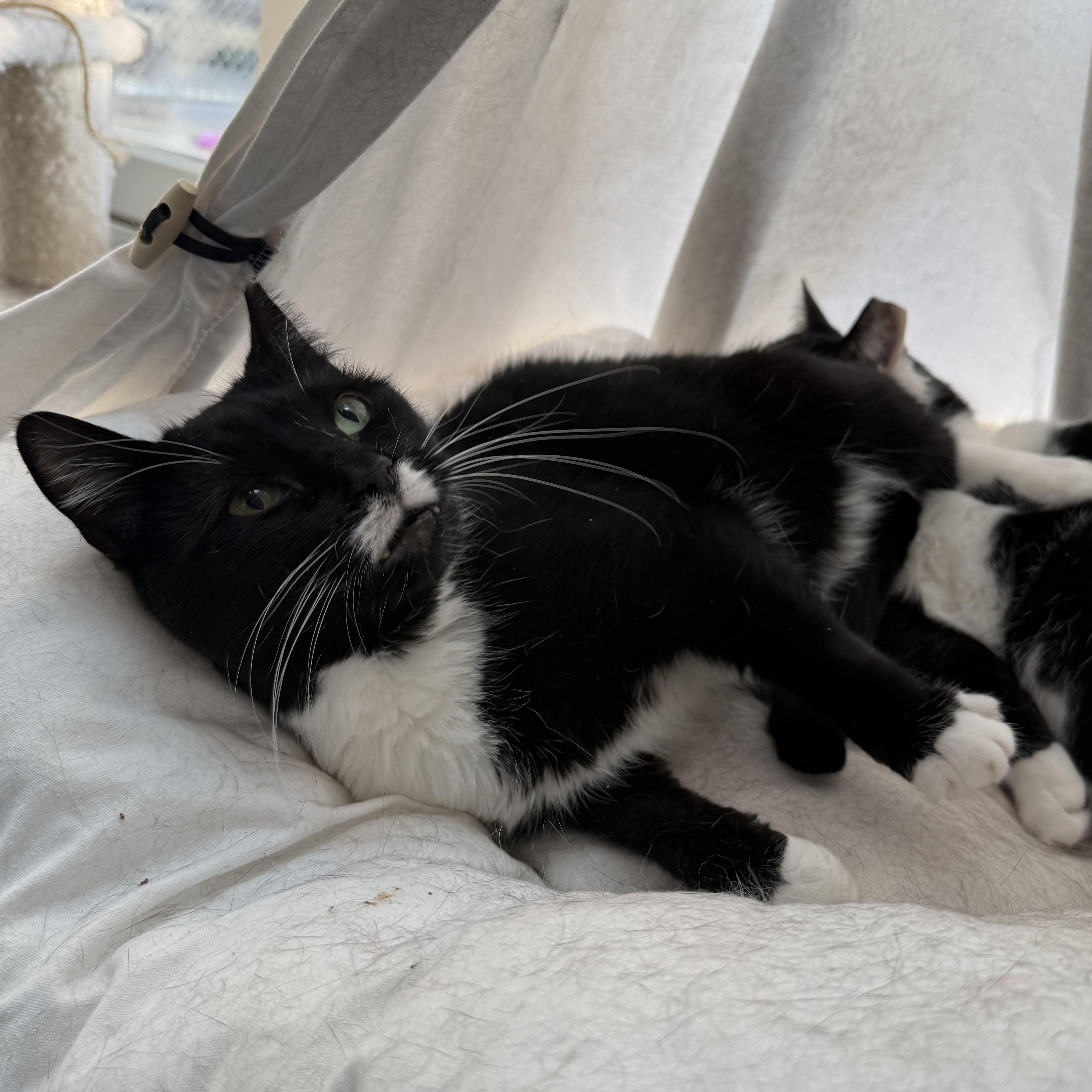 Paige — thumbnail 6