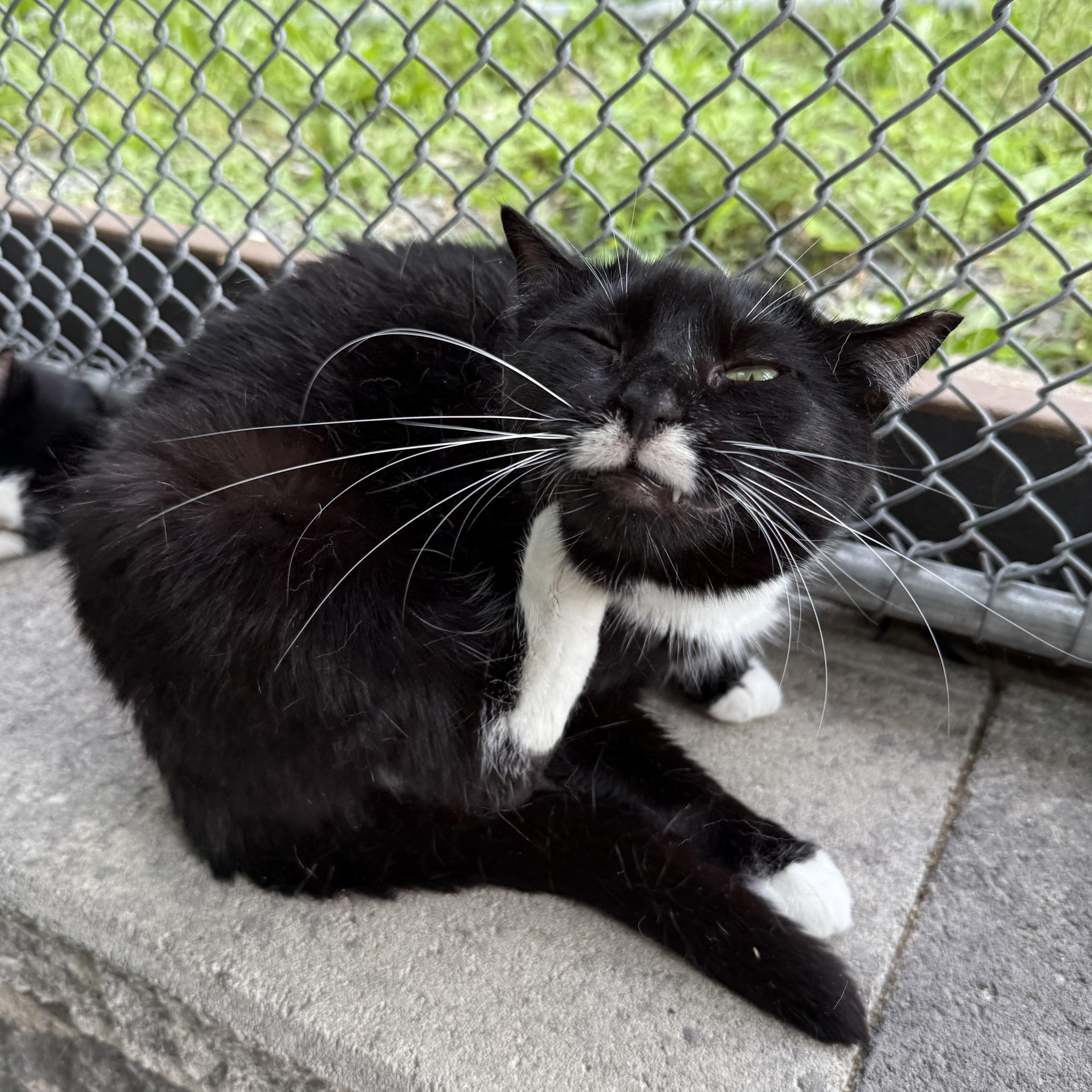 Paige, a Adoptable mixed breed in West Milford, NJ image 6/6