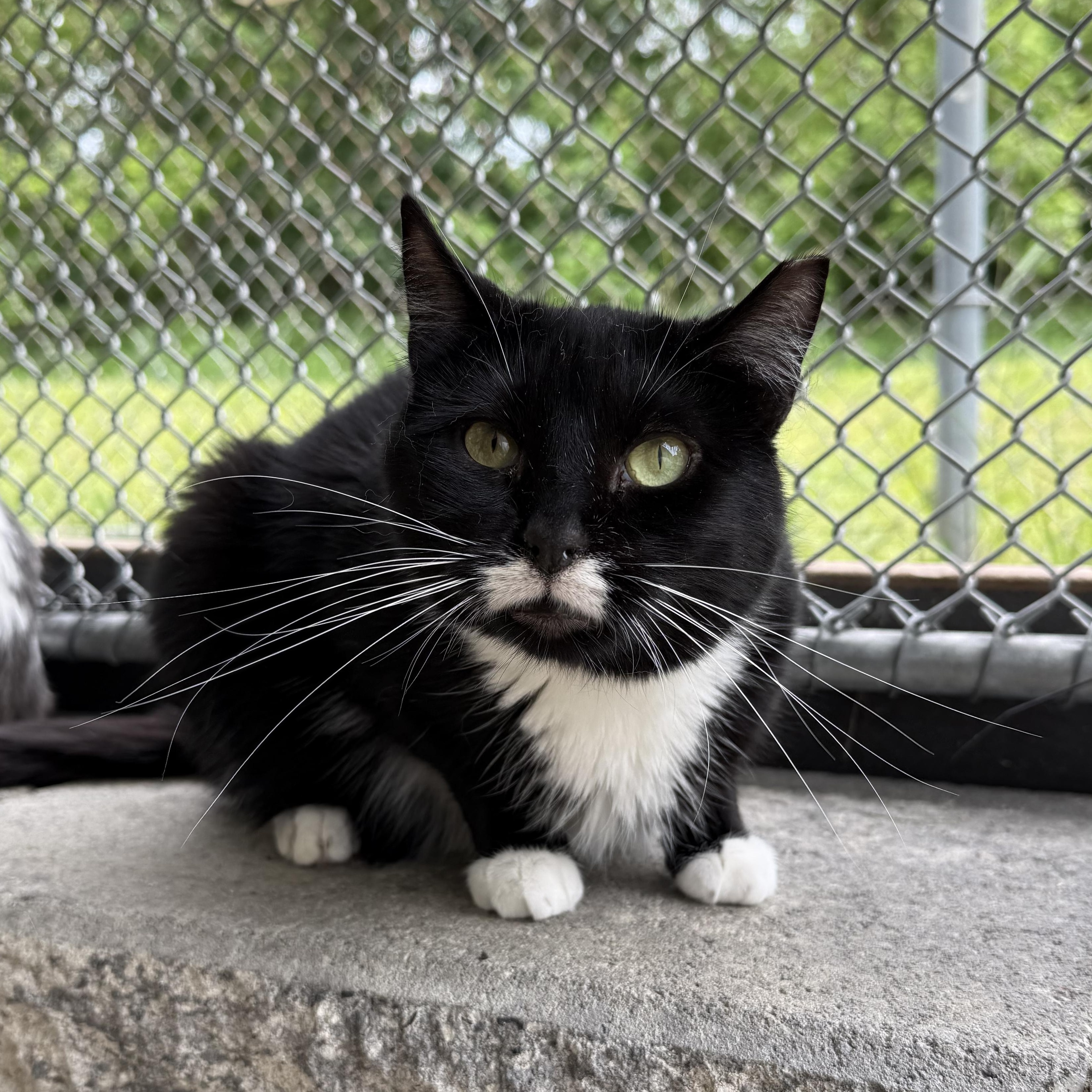 Paige, a Adoptable mixed breed in West Milford, NJ image 1/6