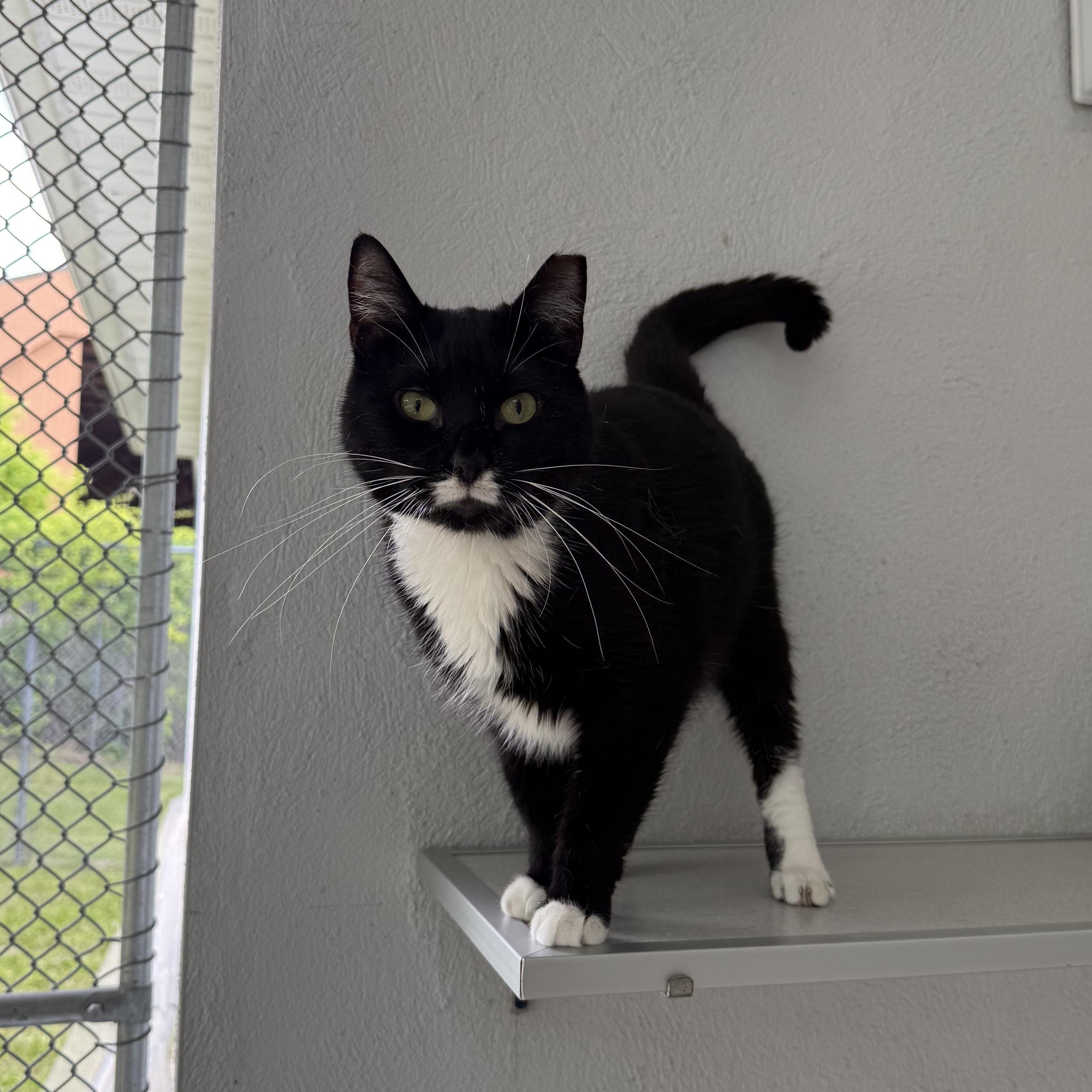 Paige, a Adoptable mixed breed in West Milford, NJ image 4/6