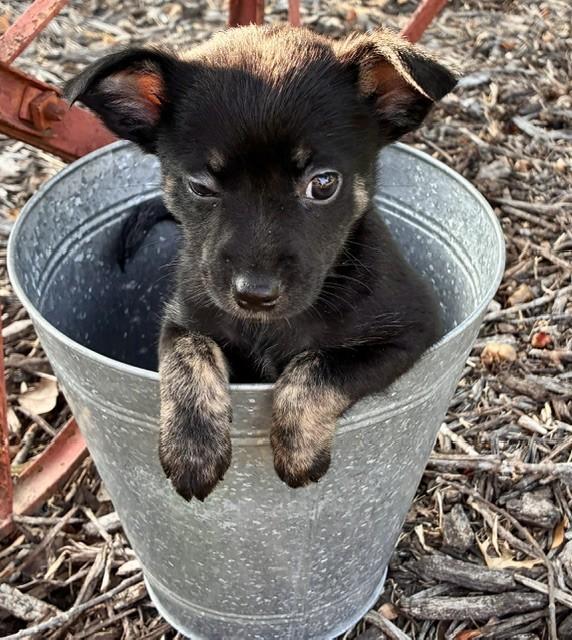 Enlarge ANNABELLE, a Adoptable mixed breed in fort worth, TX image 5/6