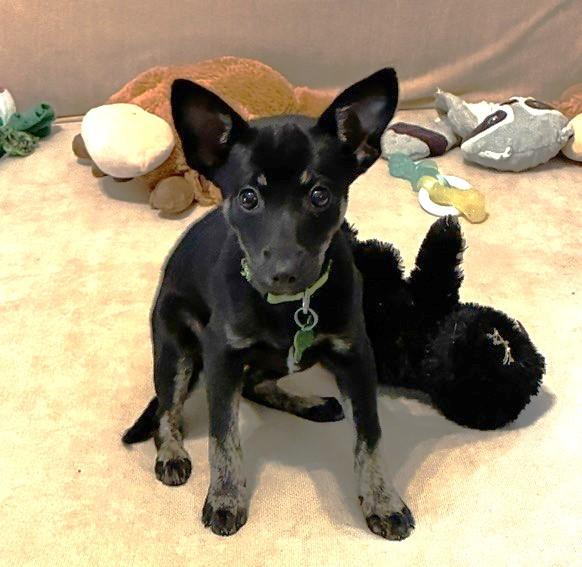 Enlarge ANNABELLE, a Adoptable mixed breed in fort worth, TX image 1/6
