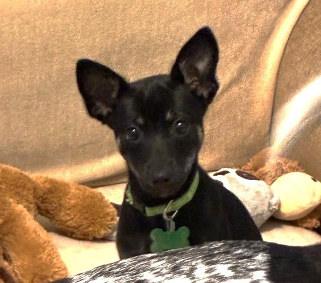 Enlarge ANNABELLE, a Adoptable mixed breed in fort worth, TX image 2/6