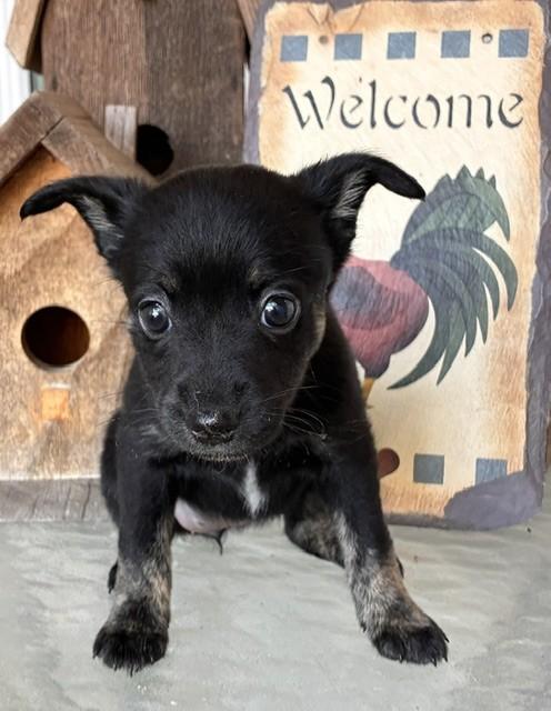 Enlarge ANNABELLE, a Adoptable mixed breed in fort worth, TX image 4/6