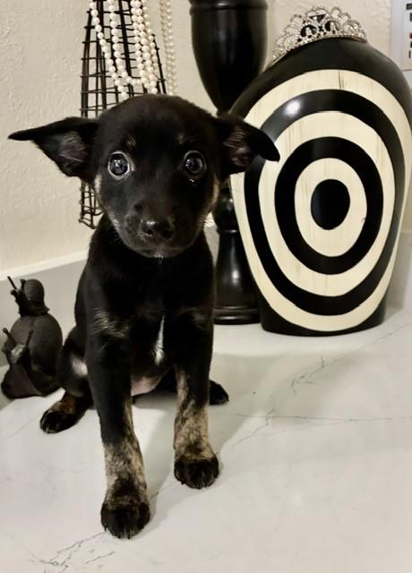 Enlarge ANNABELLE, a Adoptable mixed breed in fort worth, TX image 3/6