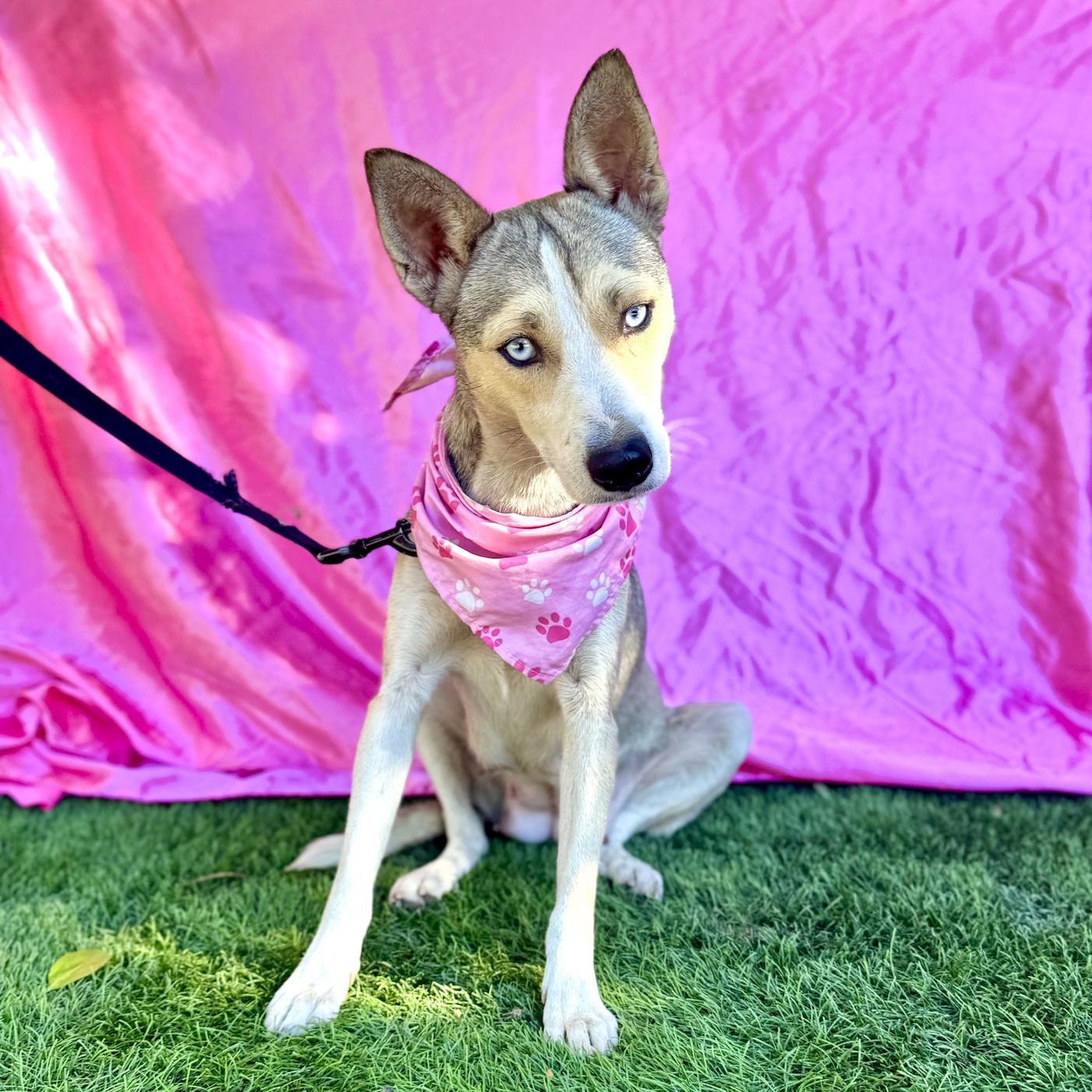 Enlarge FIONA, a ADOPTABLE mixed breed in Rowland Heights, CA image 4/6