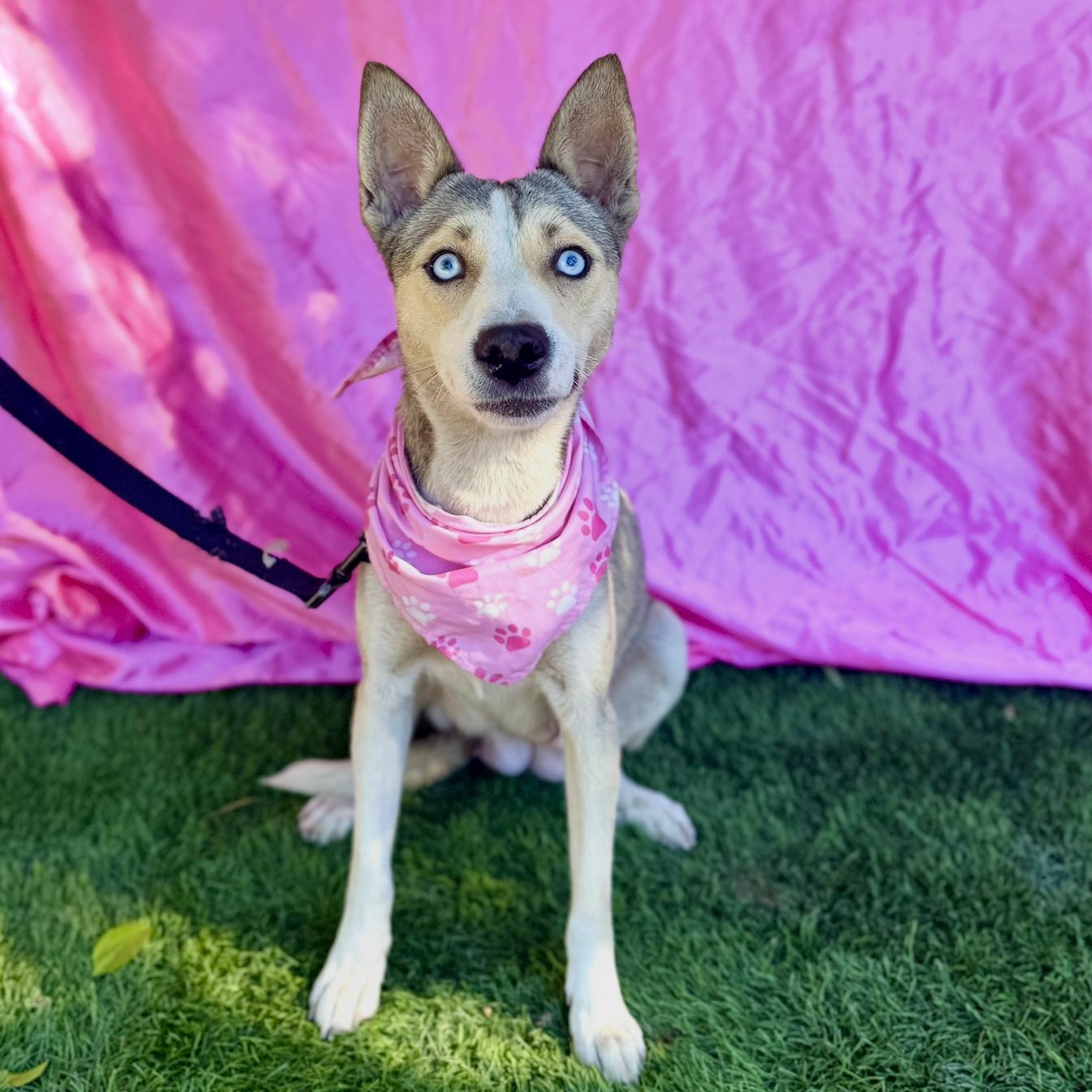 Enlarge FIONA, a ADOPTABLE mixed breed in Rowland Heights, CA image 5/6