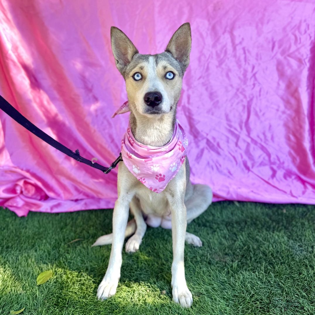 Enlarge FIONA, a ADOPTABLE mixed breed in Rowland Heights, CA image 6/6