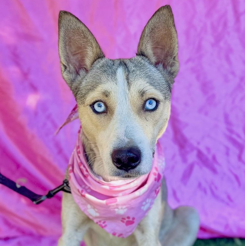 Enlarge FIONA, a ADOPTABLE mixed breed in Rowland Heights, CA image 1/6