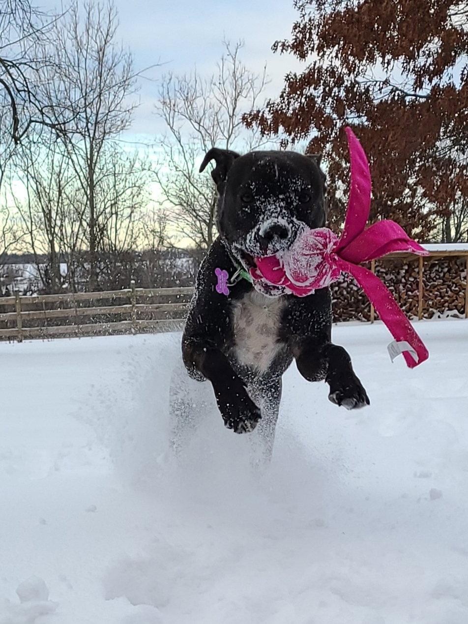 Enlarge Donovan, a Adoptable Pit Bull Terrier in Hewitt, NJ image 1/3