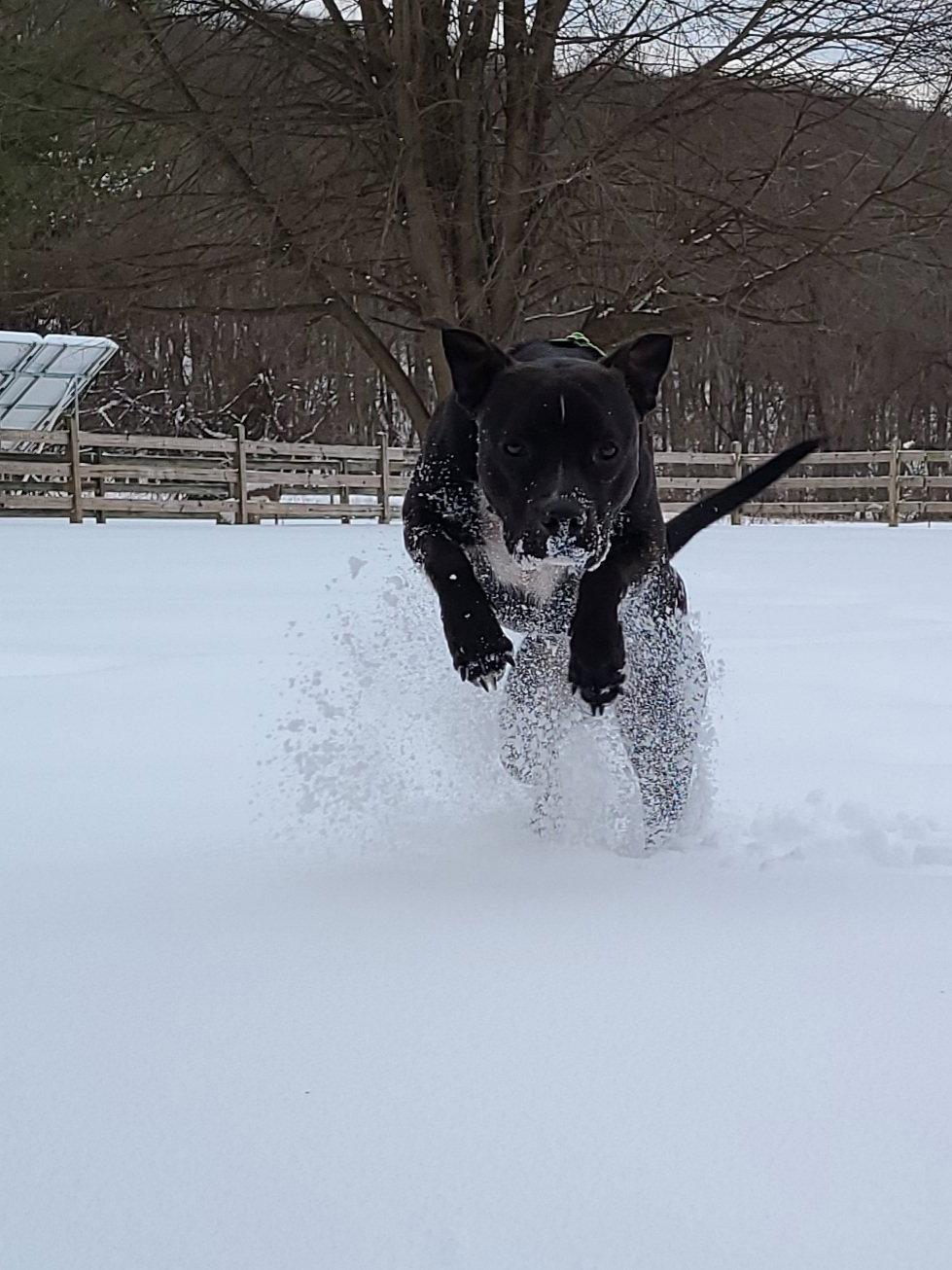 Donovan, Adoptable, Young Male Pit Bull Terrier.