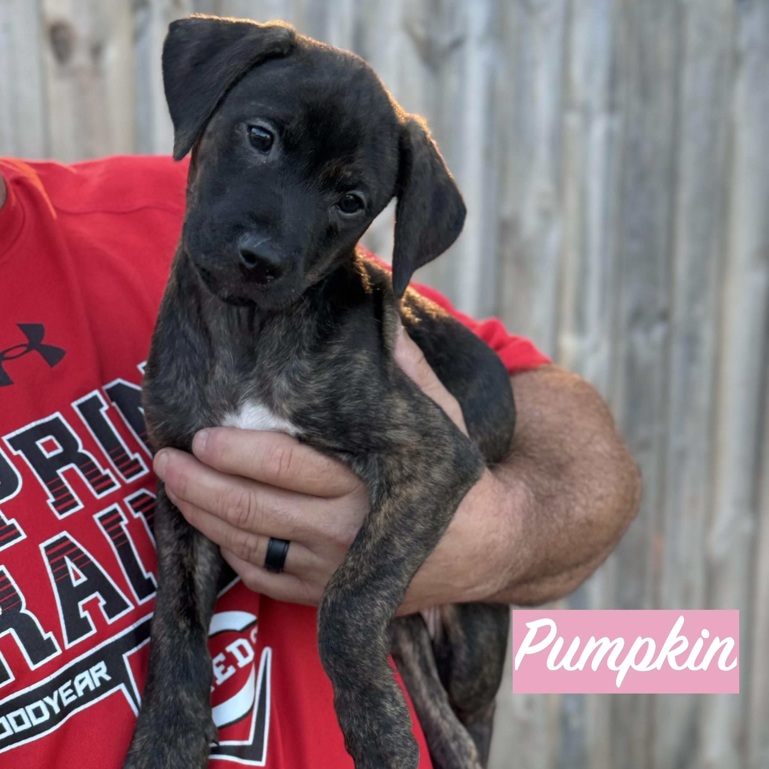 Enlarge .PUMPKIN, a Adopted mixed breed in Wilmington, OH image 4/5