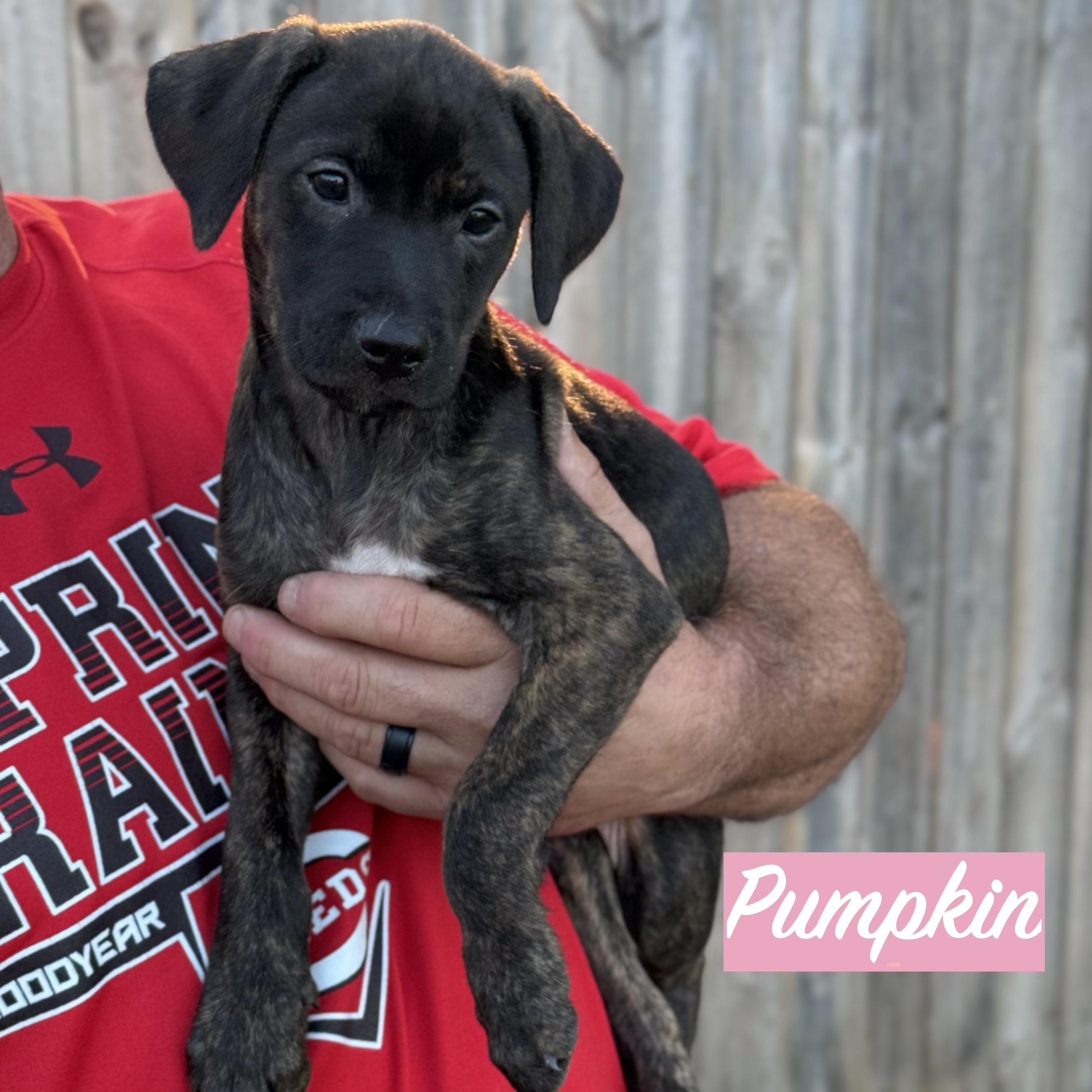 Enlarge .PUMPKIN, a Adopted mixed breed in Wilmington, OH image 3/5
