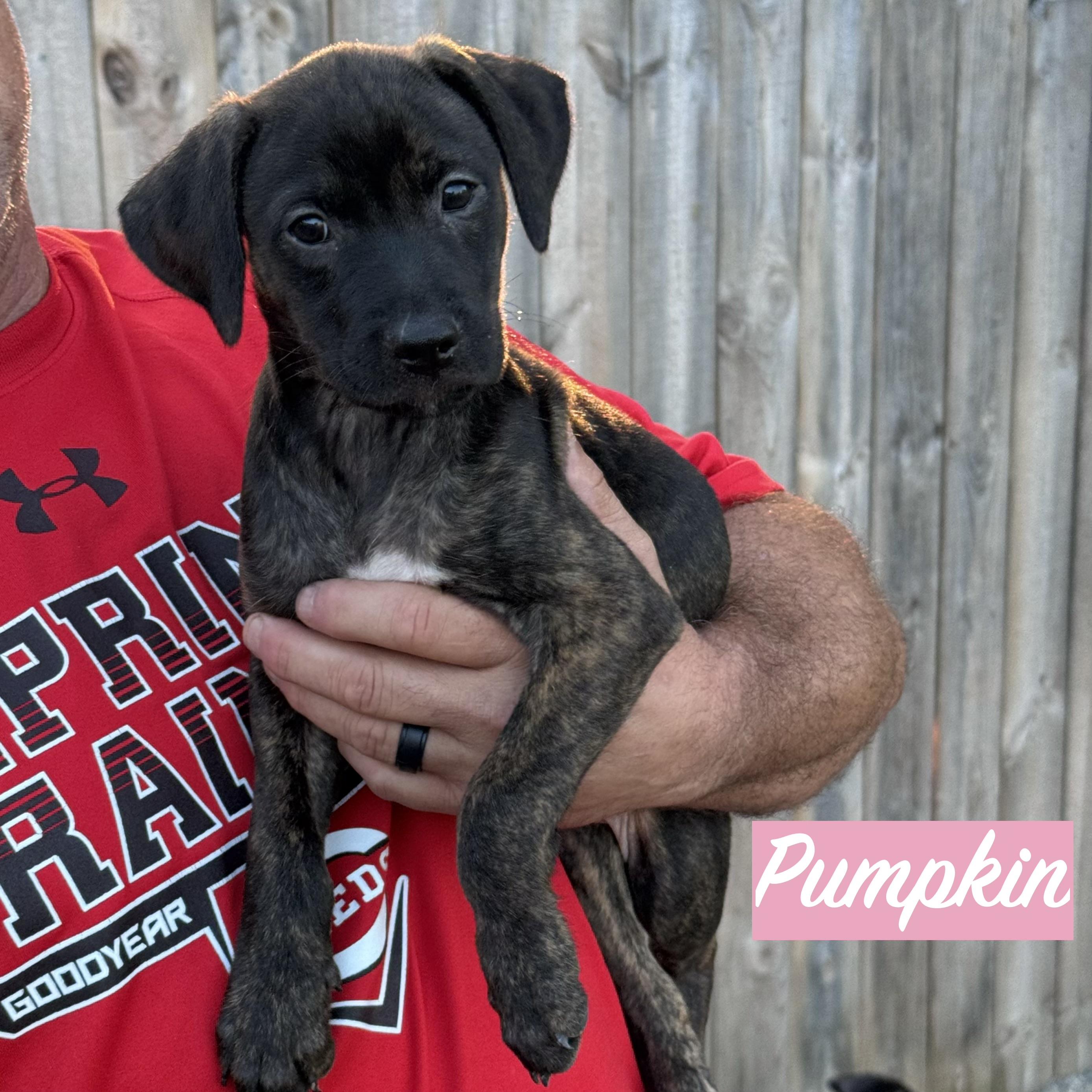 Enlarge .PUMPKIN, a Adopted mixed breed in Wilmington, OH image 2/5