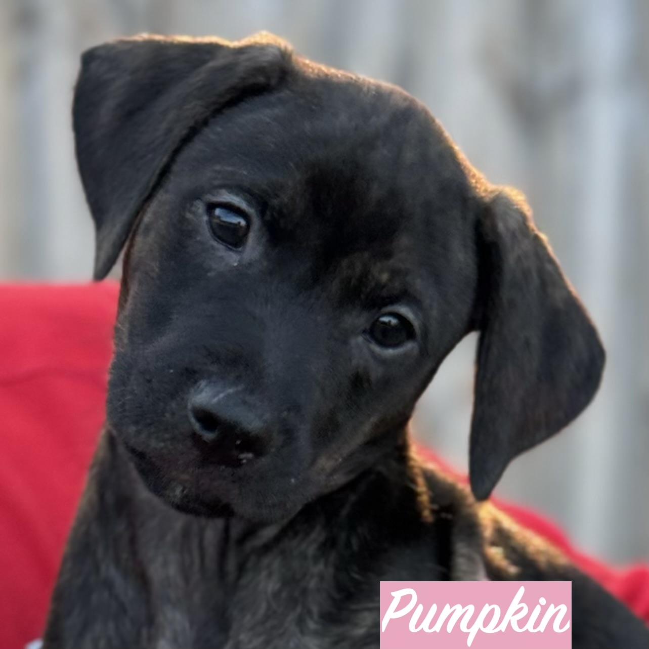 Enlarge .PUMPKIN, a Adopted mixed breed in Wilmington, OH image 1/5