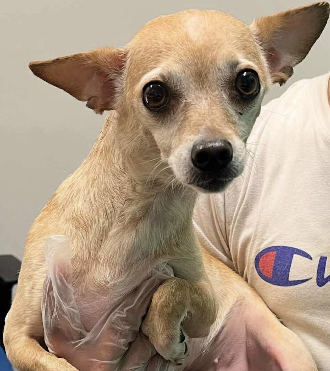 Meet Luna a 3 year old 11 pound wonderful Chihuhua mix She is friendly and gets along with other