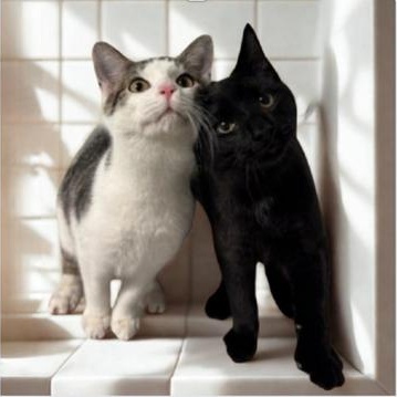 Enlarge Flurry, a Adoptable Domestic Short Hair in Greensburg, PA image 3/6