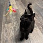 Enlarge Flurry, a Adoptable Domestic Short Hair in Greensburg, PA image 4/6