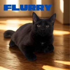 Enlarge Flurry, a Adoptable Domestic Short Hair in Greensburg, PA image 1/6